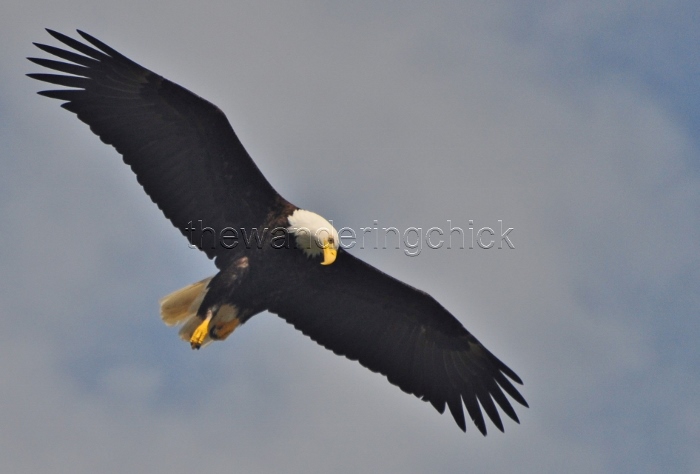 eagle
